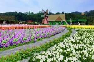 Fresh Garden - Sắc màu tình yêu