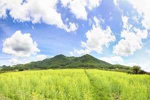 Ngẩn ngơ vẻ đẹp cánh đồng hoa cải vàng ở Đà Lạt đang nở rộ