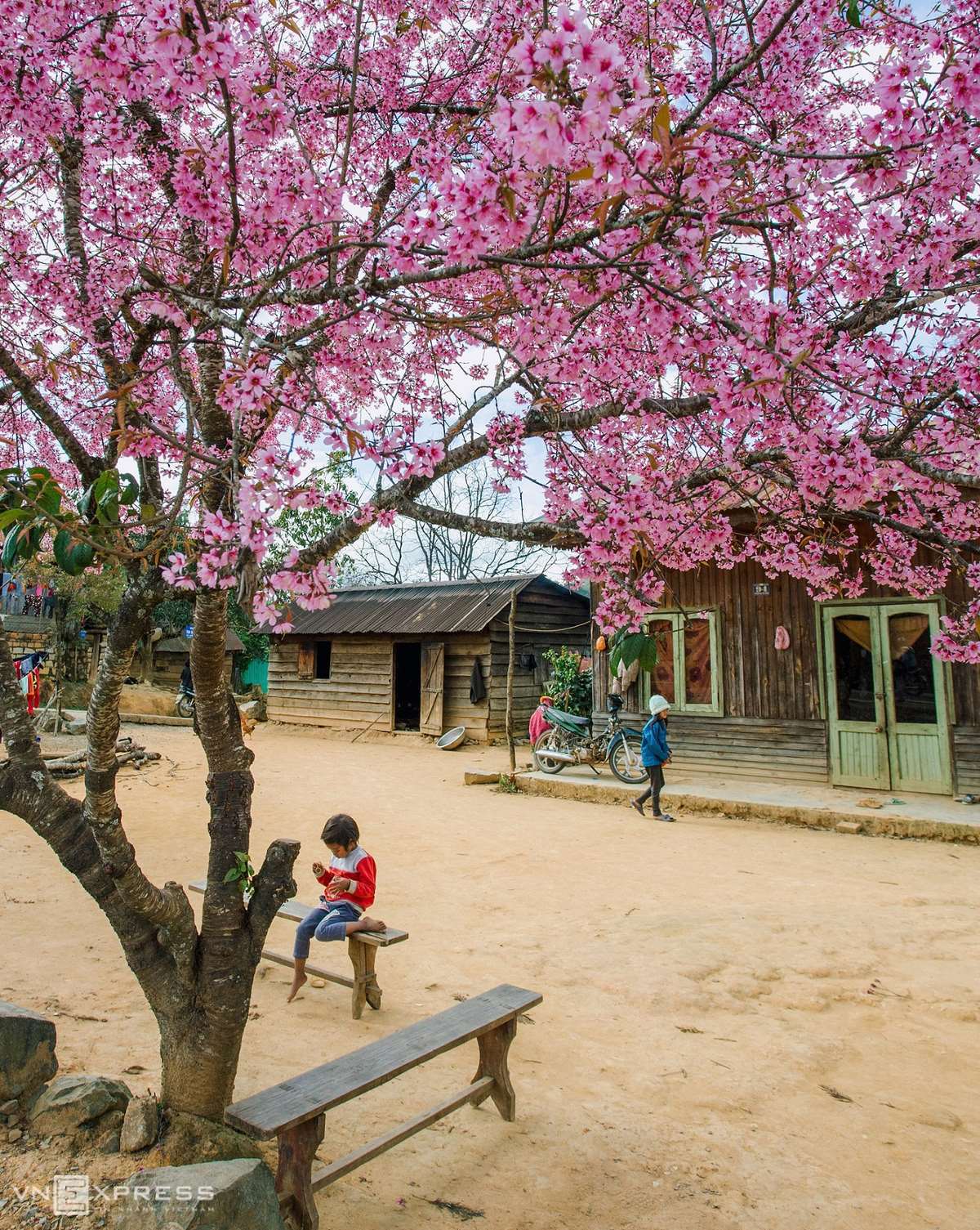 Những cung đường ngắm mai anh đ&agrave;o đẹp nhất Đ&agrave; Lạt