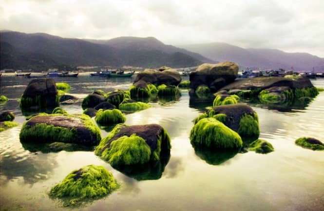 Rêu ở bờ biển Bình Hưng Rêu ở bờ biển Bình Hưng