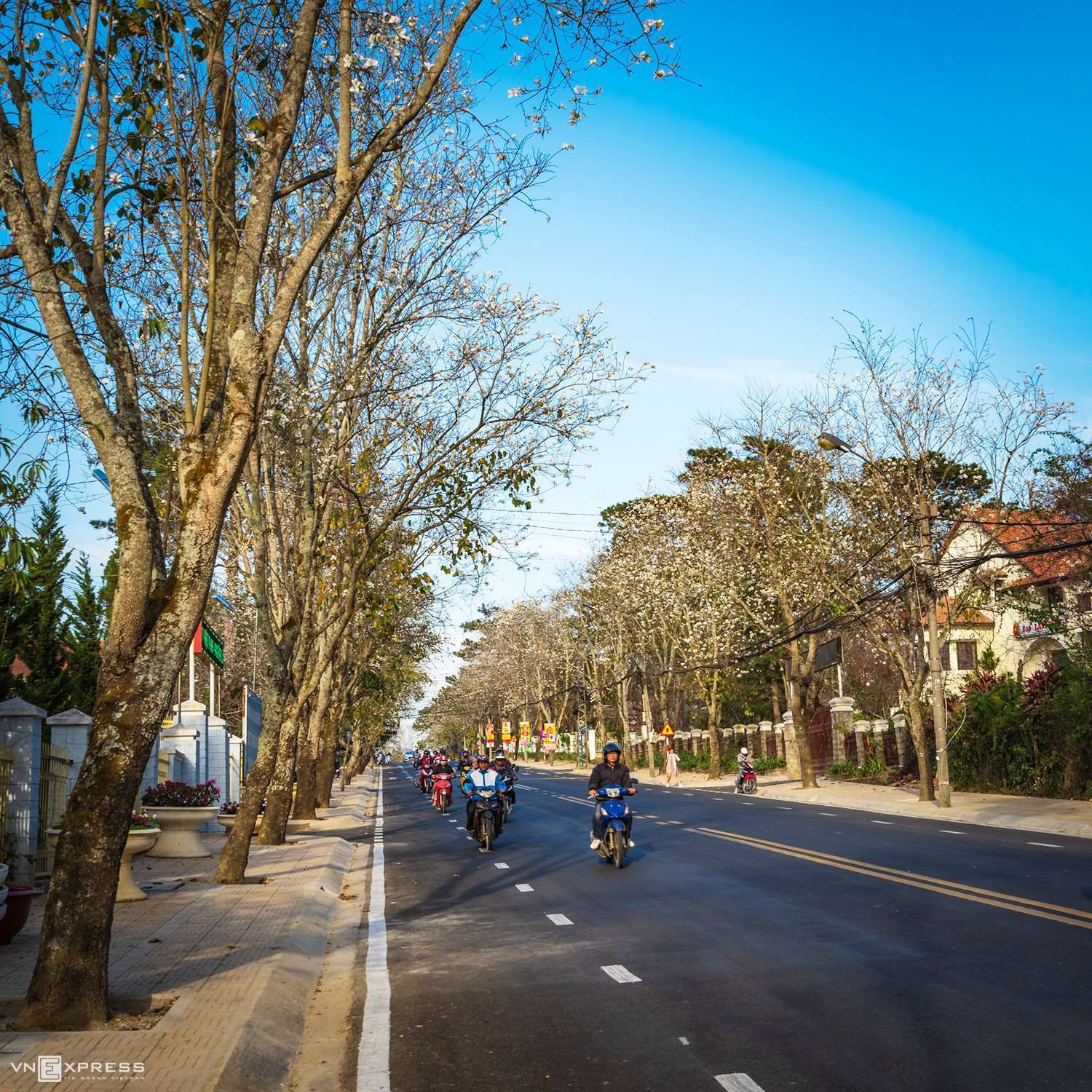 m&ugrave;a hoa ban trắng 