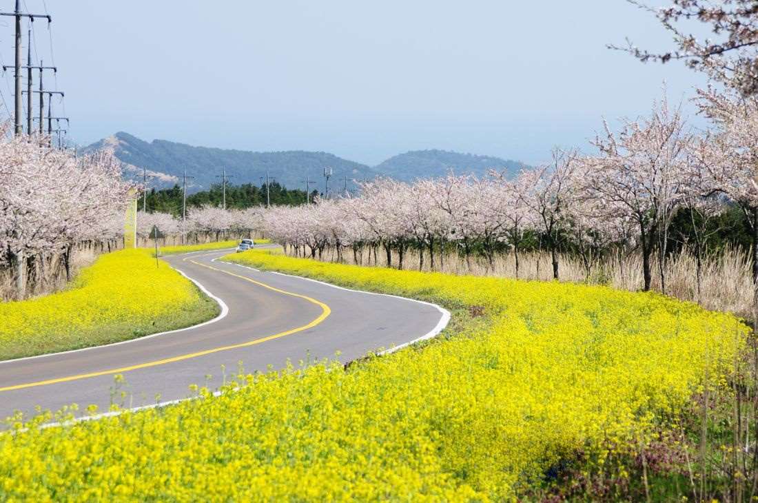 Đảo Jeju