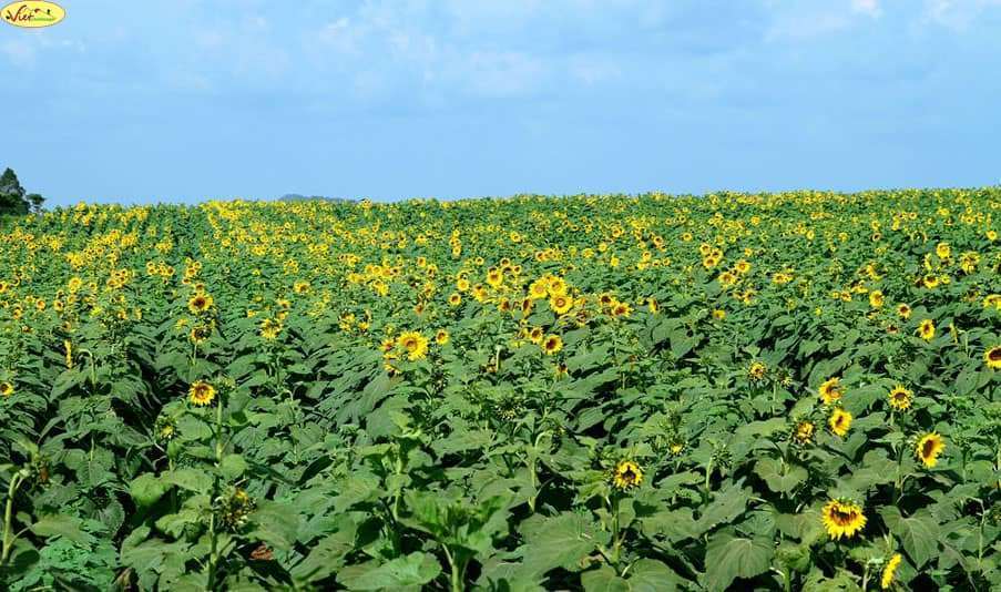 C&aacute;nh đồng Hướng Dương xuất hiện ở L&acirc;m H&agrave;