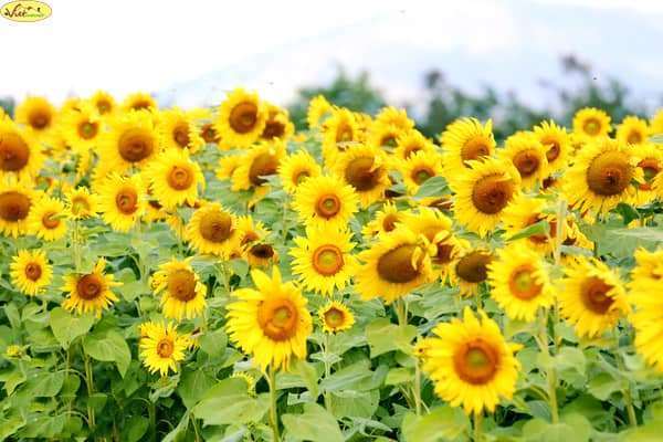 C&aacute;nh đồng Hướng Dương xuất hiện ở L&acirc;m H&agrave;