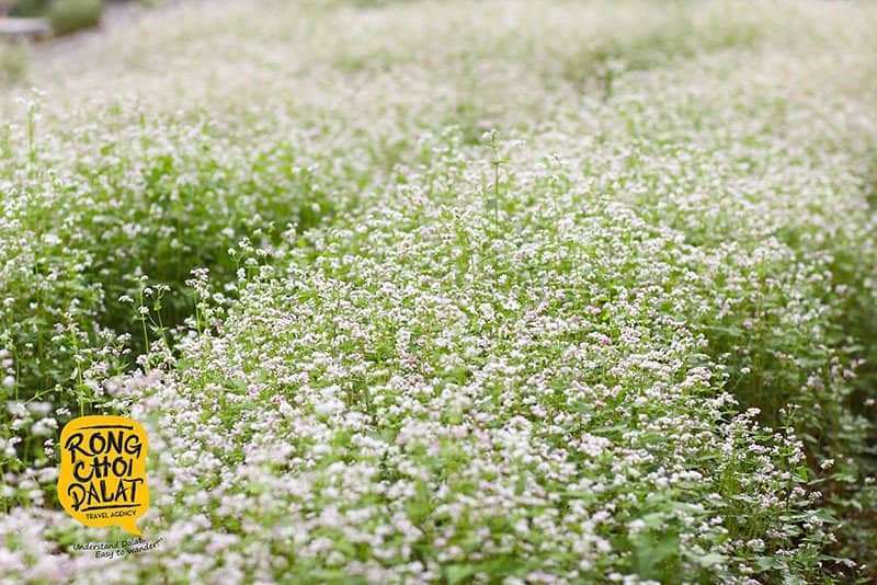 chèo thuyền vượt ghềnh thác tại Đà Lạt