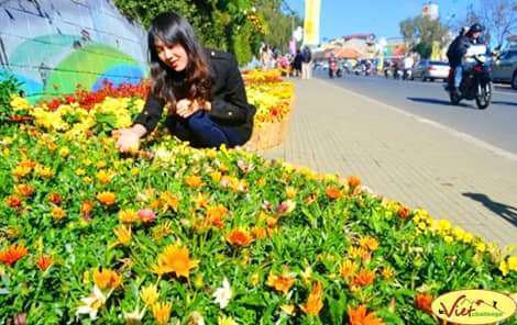 Festival Hoa Đ&agrave; Lạt