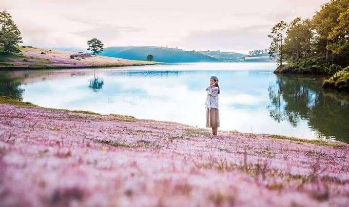 đồi cỏ hồng ở đ&acirc;u