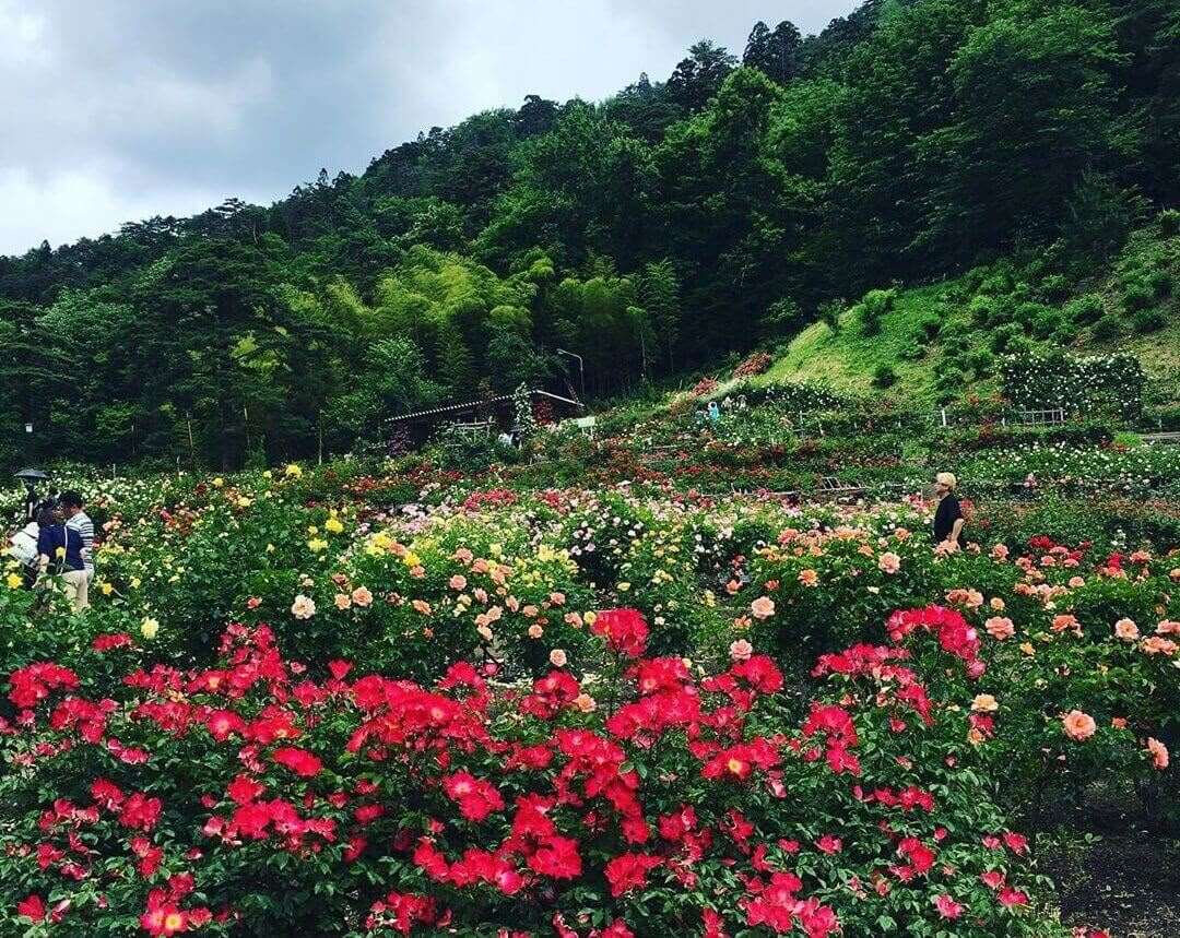 Thung lũng hoa hồng ở Sapa