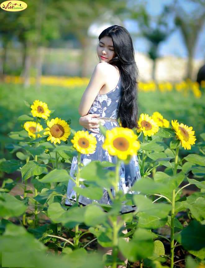 hoa hướng dương Đà Lạt hoa hướng dương Đà Lạt