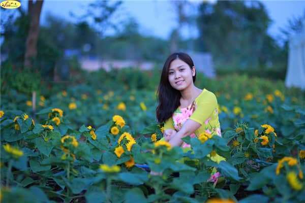 hoa hướng dương Đà Lạt hoa hướng dương Đà Lạt