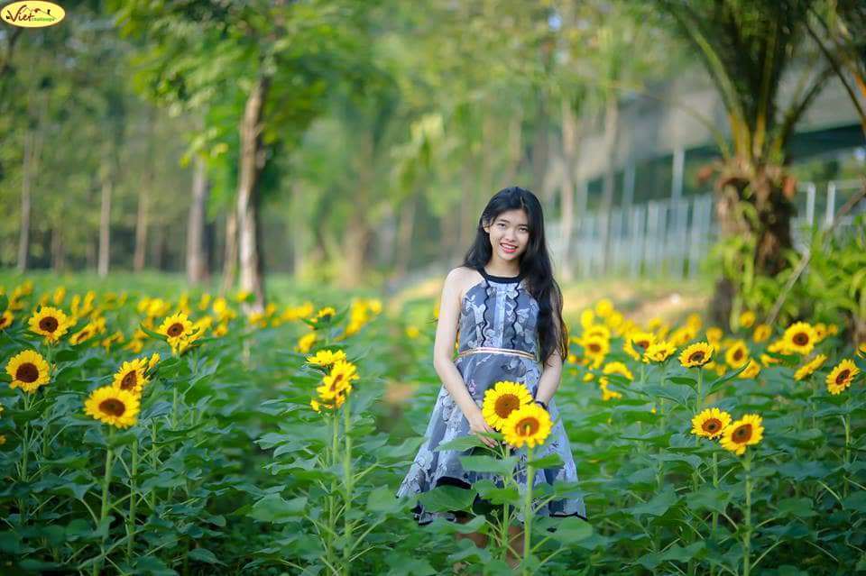 hoa hướng dương Đà Lạt hoa hướng dương Đà Lạt