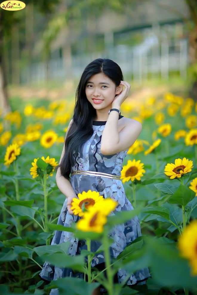 hoa hướng dương Đà Lạt hoa hướng dương Đà Lạt