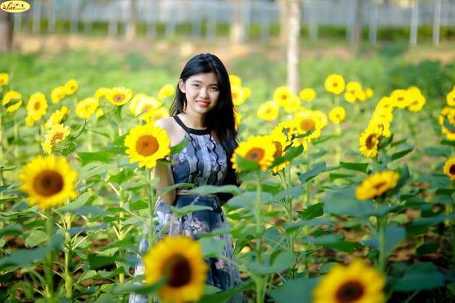 hoa hướng dương Đà Lạt hoa hướng dương Đà Lạt