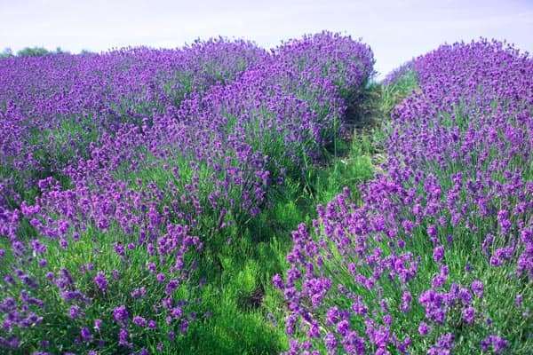 hoa lavender hoa lavender