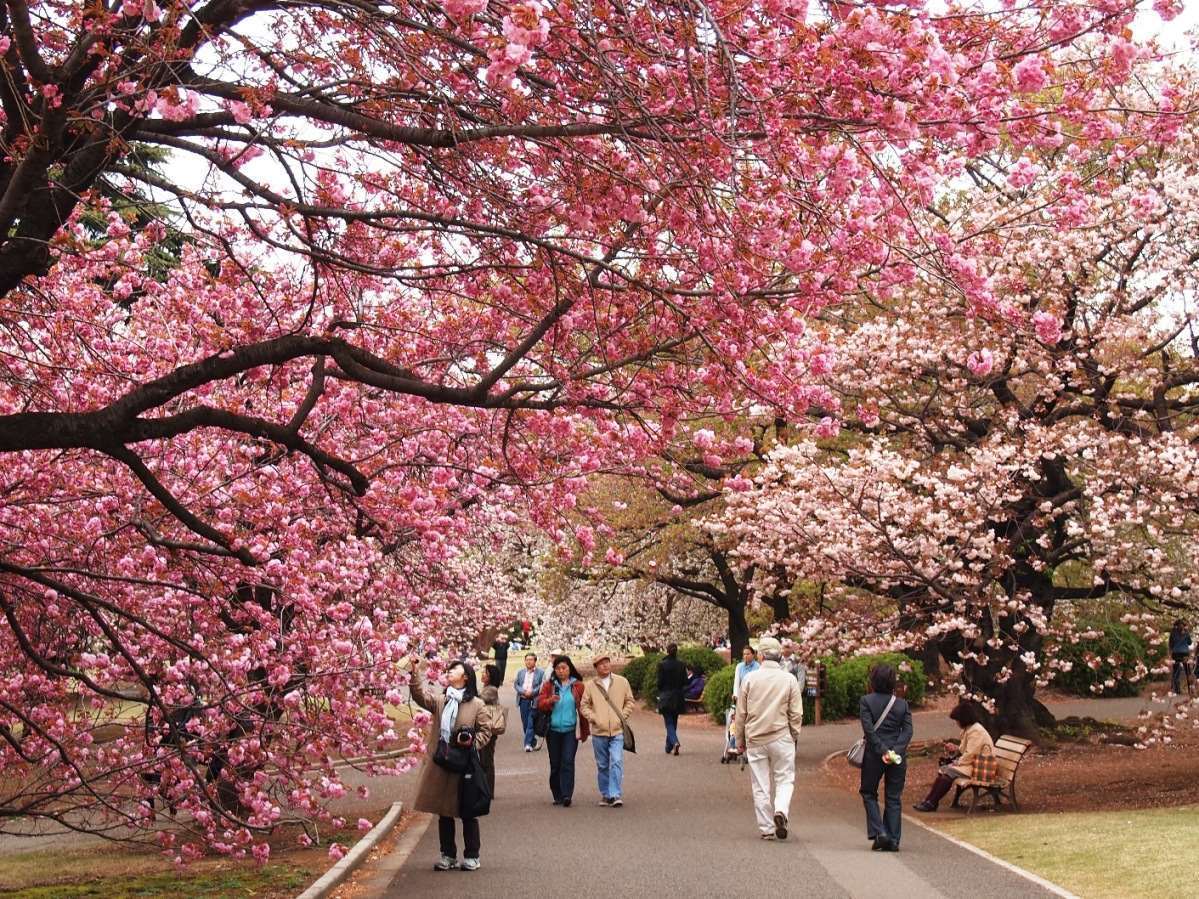 Ngắm hoa anh đ&agrave;o seoul