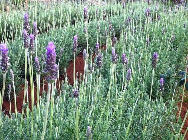 hoa lavender hoa lavender