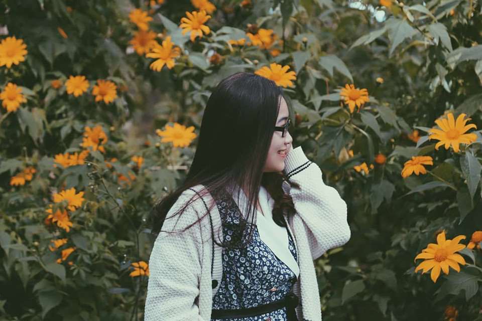 hoa dã quỳ